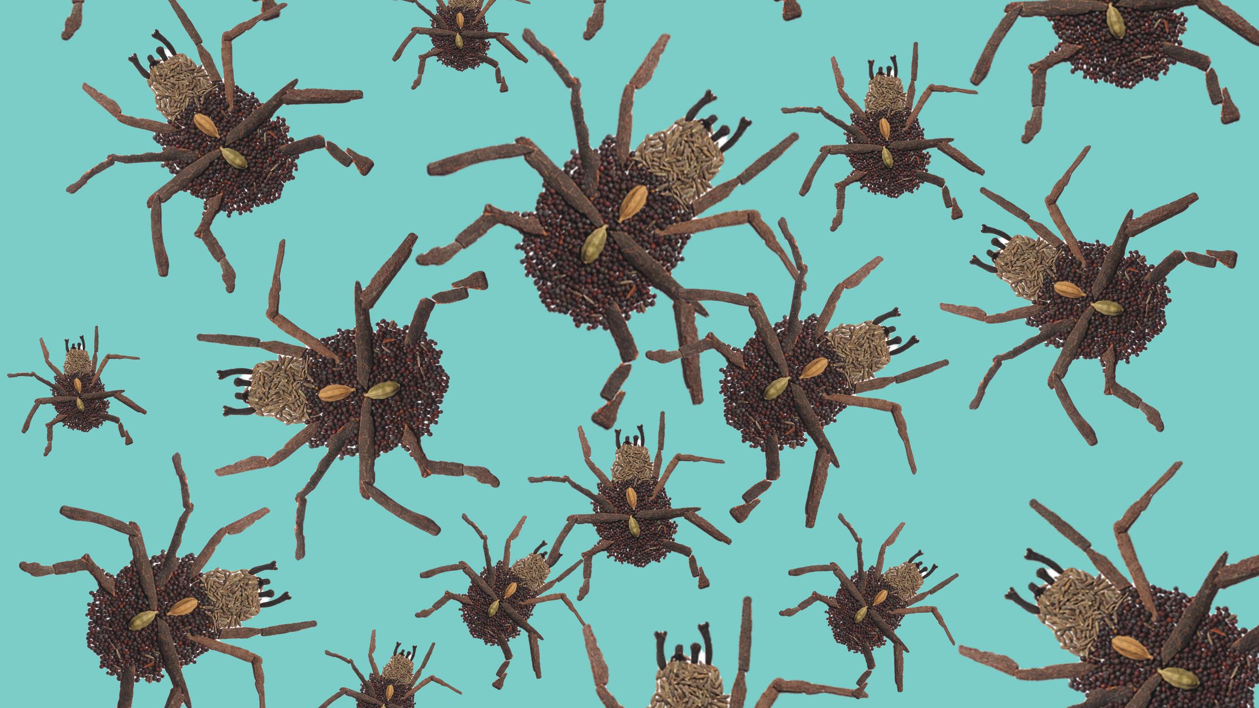 Illustration of bedbugs.