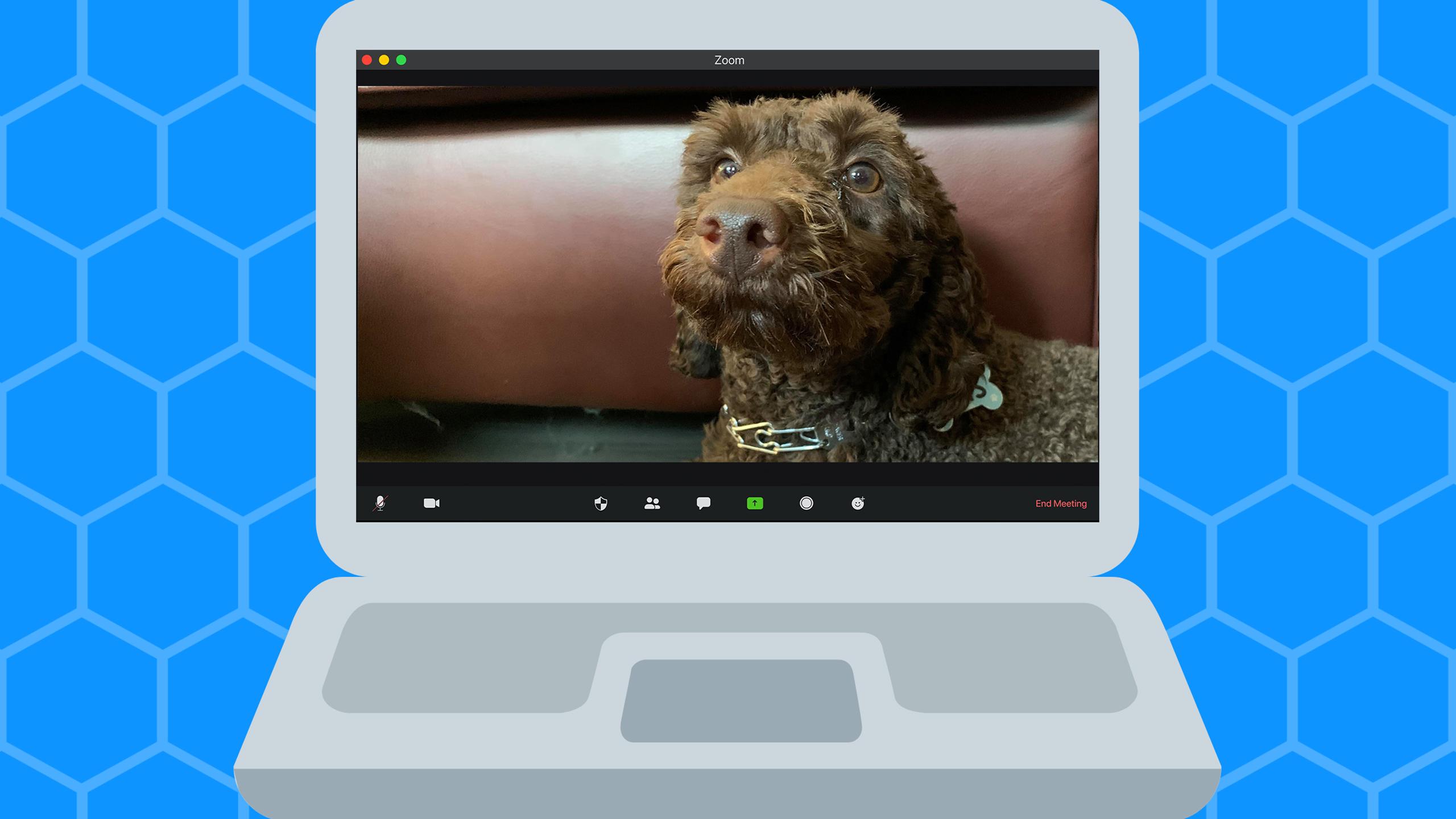 Very very cute dog on Zoom